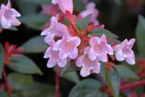 Abelia schumanii - Evergreen flowering shrub